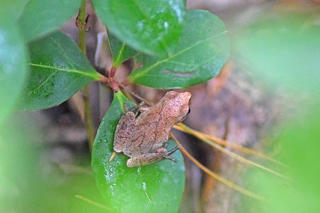 Spring peeper on a leaf © Ashley Gibbs