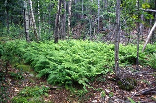 Stand of hay-scented ferns (Photo: Robert Buchsbaum)