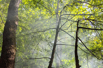 Sunlight filtering through morning fog in trees © Audrey Preer