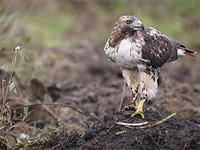 Hawk eating snake at Tidmarsh © Andrew Mudge