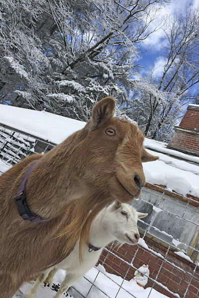Close-up of two of the goats at Habitat Education Center in winter © Magali Foucher-Bruxelle