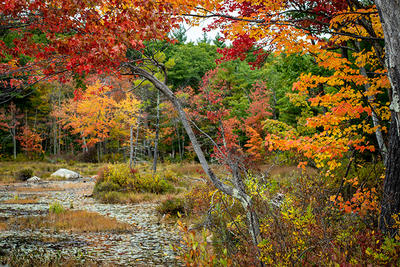 View looking towards the heron rookery at Rocky Hill in fall (Ryan Helen Dorsey/,Mass Audubon)