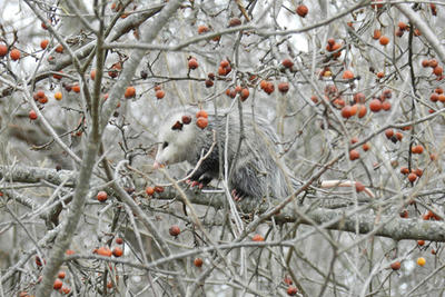 Virginia opposum foraging in a crabapple tree © Laurene Cogswell