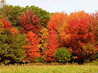 Wachusett Meadow - North Meadow