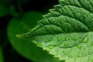 Water droplets on a leaf © Sophia Li