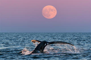 Whale fluke at Stellwagen Bank National Marine Sanctuary © Kjeld Mahoney