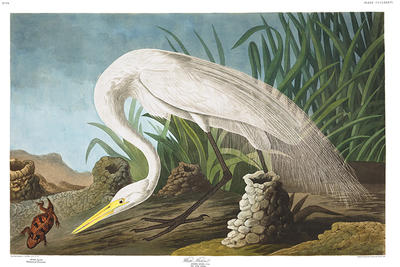 Plate 386 (White Heron) from "Birds of America" by John James Audubon