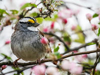 White-throated sparrow © Katherine Sayn Wittgenstein