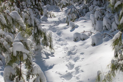 Wildlife tracks at Waseeka
