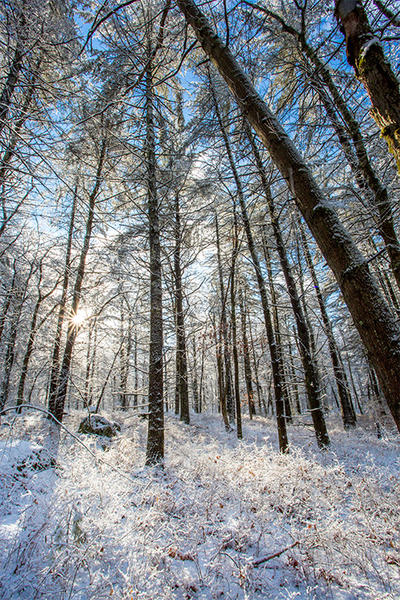 Winter trees © Kati Seiffer