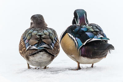 Wood Ducks male female pair © Matt Filosa
