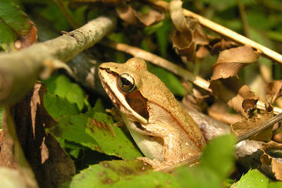 Wood Frog (Photo: Tom Lautzenheiser)