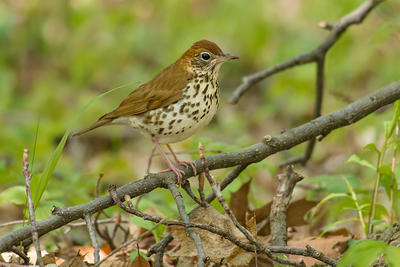 Wood Thrush