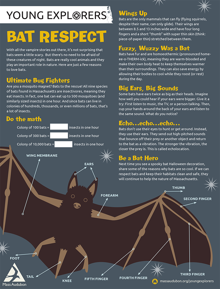 Young Explorers - Bat Respect Activity Sheet