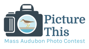 Graphic of camera with bird in lens and word Picture This Mass Audubon Photo Contest