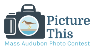 Graphic of camera with bird in lens and word Picture This Mass Audubon Photo Contest