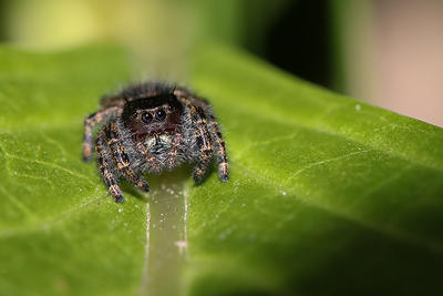 Jumping Spider copyright Aranya Karighattam