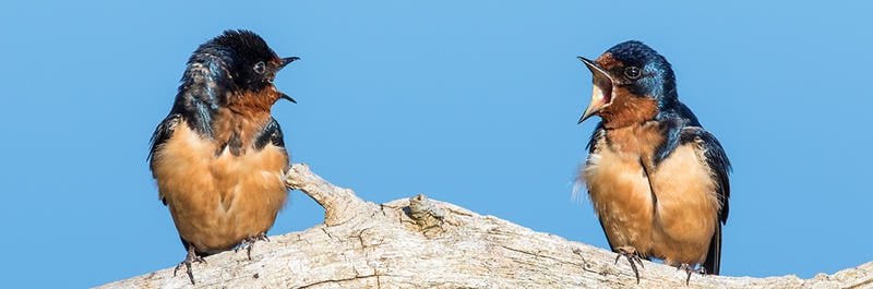 Barn Swallows © Mark Landman