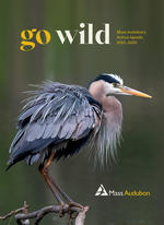 Cover of Mass Audubon's 2021-2026 Action Agenda (Great Blue Heron © Amy Erb)