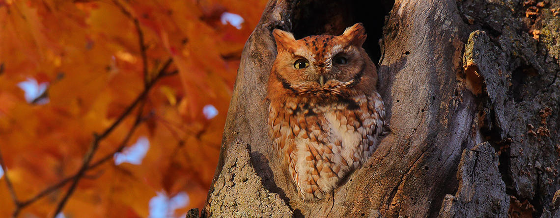 Eastern Screech Owl red morph in autumn © Christopher Peterson