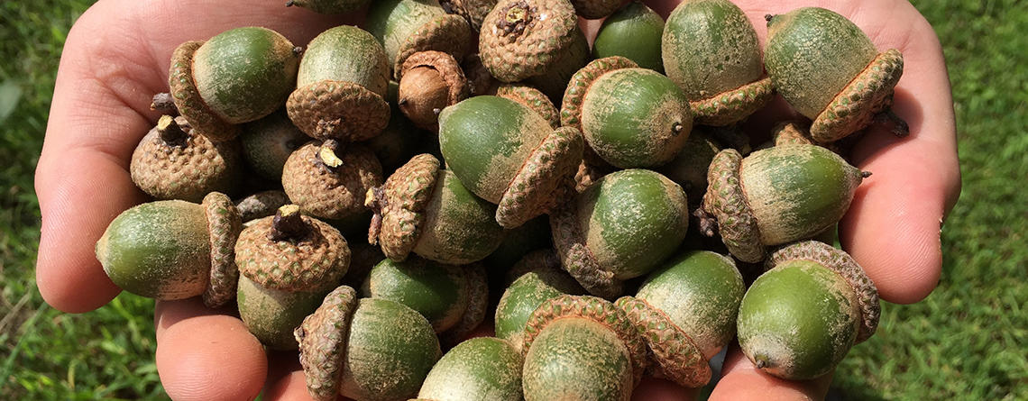 Two hands full of green acorns © Lucas Beaudette