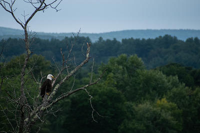 Bald Eagle perched on a tree copyright Johnny Parker-Yourga