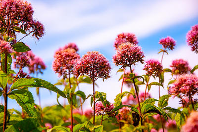 Field of Joe-Pye Weed copyright Kieran Carson