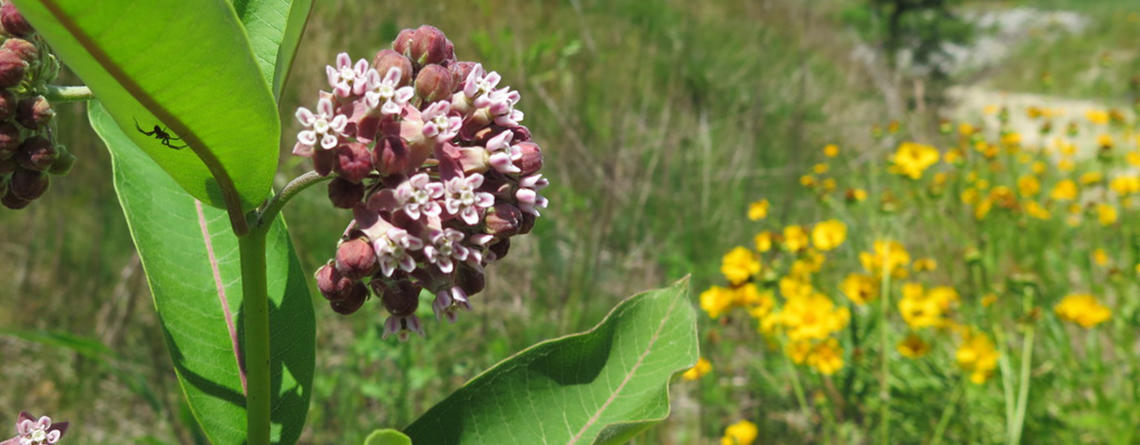 Milkweed at Tidmarsh 1140 by Elaine Abrams