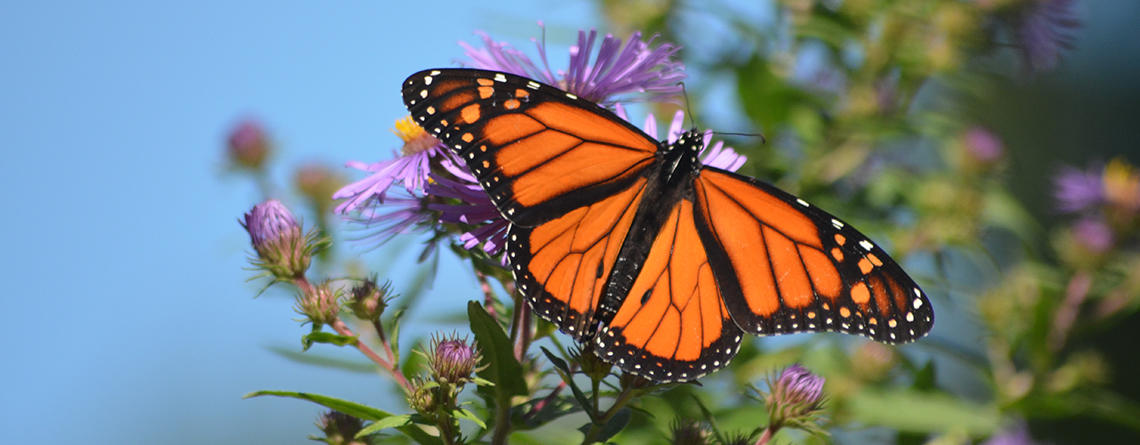 Monarch on purple flowers copyright Sheri Tomasetti