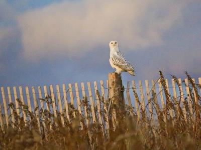 snowy owl alert and disturbed