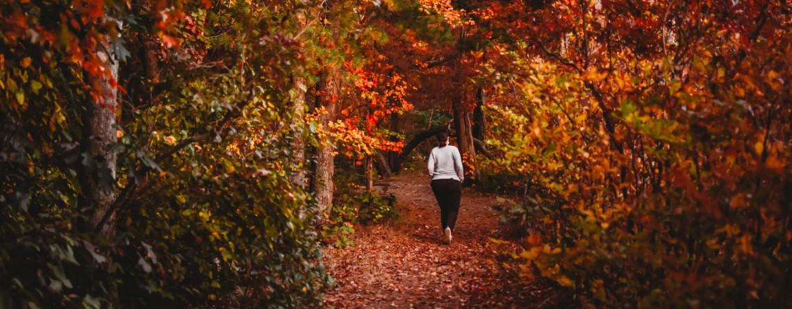 Person walking a trail between trees with full autumn foliage at Stony Brook Wildlife Sanctuary