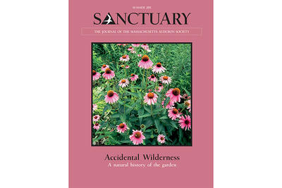 Sanctuary Magazine - Summer 2011 cover