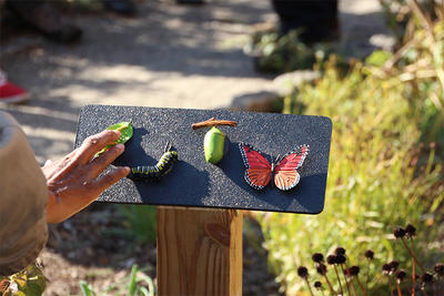 A Sensory Trail sign about butterfly life cycles