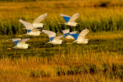 Snowy Egrets at Parker River NWR © Myer Bornstein