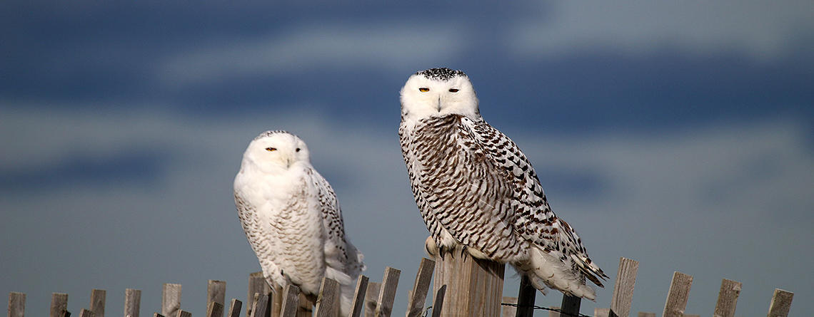 Snowy Owls (male and female) copyright John Chisholm