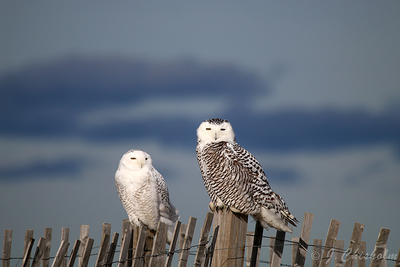 Snowy Owls (male and female) copyright John Chisholm