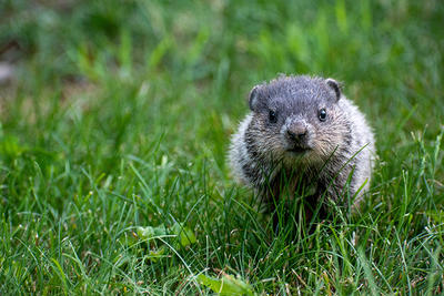 Groundhog running toward camera copyright Soren Goldsmith