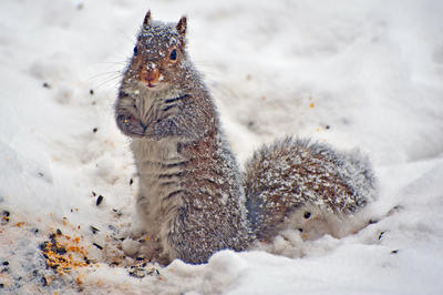 Squirrel in Snow copyright Tania DAvignon