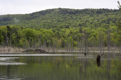 View of rookery, beaver lodge, and woods at Tracy Brook Wildlife Sanctuary