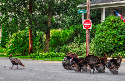 Wild Turkeys on the road copyright Scott Hufford