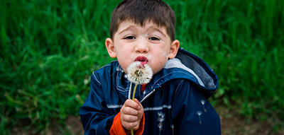 Preschooler blowing on a dandelion puff in spring at Drumlin Farm Wildlife Sanctuary