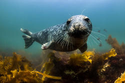 Harbor seal pup © Alex Shure