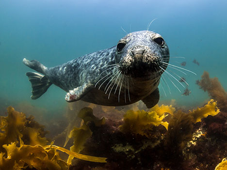 Harbor seal pup © Alex Shure