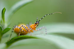 Zebra Striped Assassin Bug Nymph © Allyson Via