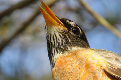 American Robin closeup © Jack Ferrero