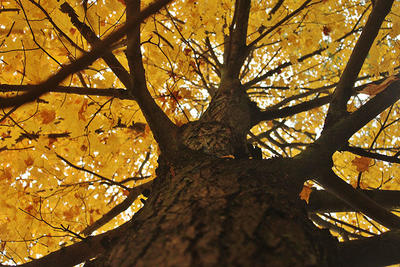 Autumn foliage © Nicole Nelson