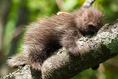 Baby porcupine in tree © David Blad