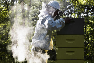 Beekeeper checking a hive in Norfolk MA © Toby Finke