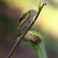 Spicebush swallowtail caterpillar © Brendan Cramphorn