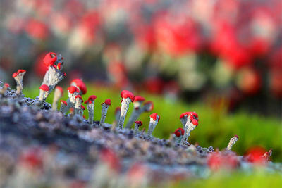 British Soldiers fungi at Waseeka Wildlife Sanctuary © Cheryl Rose
